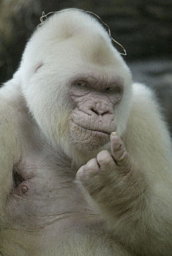 Snowflake, the albino gorilla